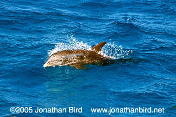 Bottlenosed Dolphin [Tursiops truncatus]