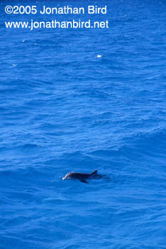 Bottlenosed Dolphin [Tursiops truncatus]