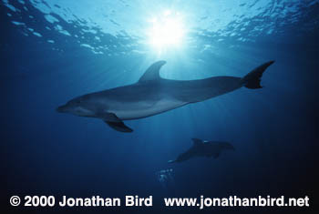 Bottlenosed Dolphin [Tursiops truncatus]