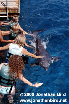 Bottlenosed Dolphin [Tursiops truncatus]