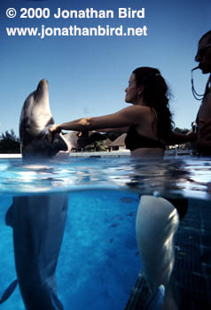 Bottlenosed Dolphin [Tursiops truncatus]