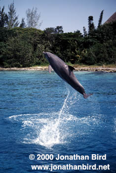 Bottlenosed Dolphin [Tursiops truncatus]