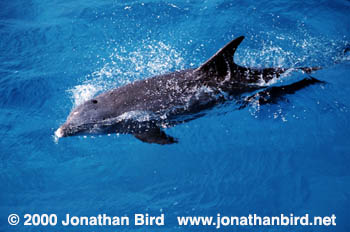 Bottlenosed Dolphin [Tursiops truncatus]