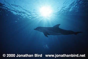 Bottlenosed Dolphin [Tursiops truncatus]