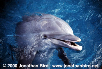 Bottlenosed Dolphin [Tursiops truncatus]