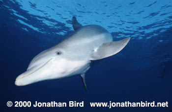 Bottlenosed Dolphin [Tursiops truncatus]