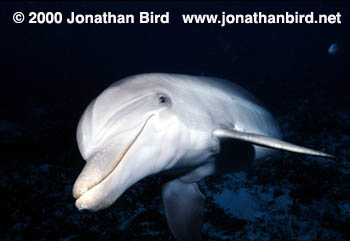 Bottlenosed Dolphin [Tursiops truncatus]