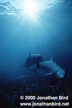 Bottlenosed Dolphin [Tursiops truncatus]