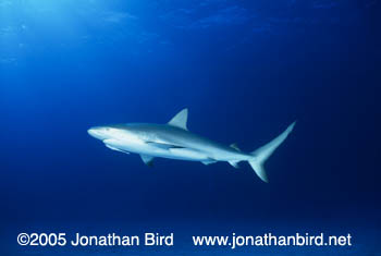 Caribbean reef Shark [Carcharhinus perezi]