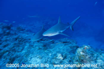 Caribbean reef Shark [Carcharhinus perezi]