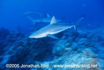 Caribbean reef Shark [Carcharhinus perezi]