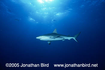 Caribbean reef Shark [Carcharhinus perezi]