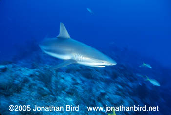 Caribbean reef Shark [Carcharhinus perezi]