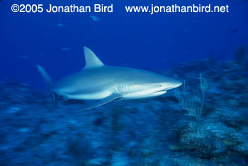 Caribbean reef Shark [Carcharhinus perezi]