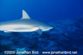 Caribbean reef Shark [Carcharhinus perezi]