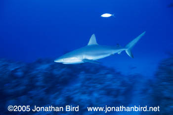 Caribbean reef Shark [Carcharhinus perezi]