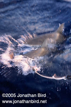 Caribbean reef Shark [Carcharhinus perezi]