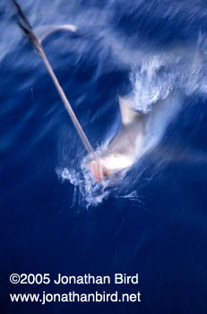 Caribbean reef Shark [Carcharhinus perezi]