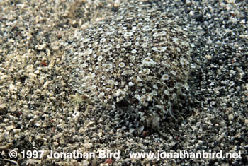 Unknown Flounder [--]