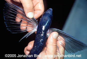 Mirrorwing Flying Fish [Hirundichthys speculiger]