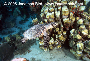 Hawksbill Sea turtle [Eretmochelys imbricata]