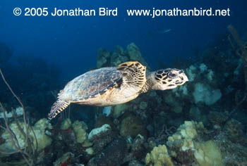 Hawksbill Sea turtle [Eretmochelys imbricata]