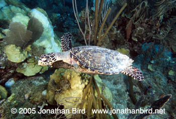 Hawksbill Sea turtle [Eretmochelys imbricata]