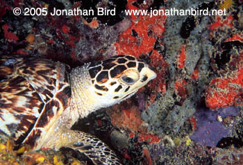 Hawksbill Sea turtle [Eretmochelys imbricata]