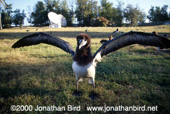 Laysan Albatross [Phoebastria immutabilis]