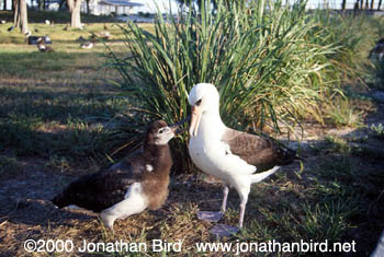 Laysan Albatross [Phoebastria immutabilis]