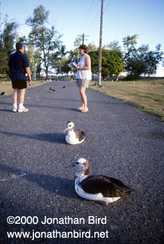 Laysan Albatross [Phoebastria immutabilis]
