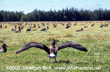 Laysan Albatross [Phoebastria immutabilis]