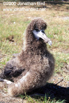 Laysan Albatross [Phoebastria immutabilis]