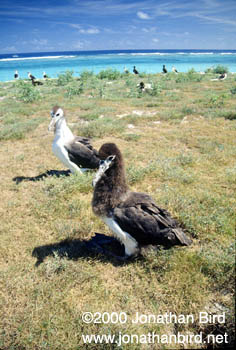 Laysan Albatross [Phoebastria immutabilis]