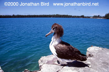 Laysan Albatross [Phoebastria immutabilis]