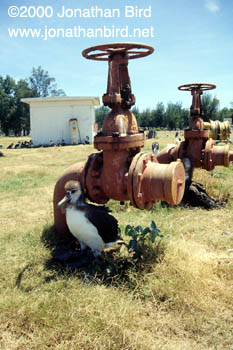 Laysan Albatross [Phoebastria immutabilis]