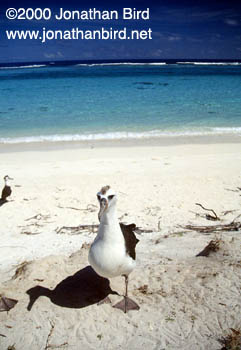 Laysan Albatross [Phoebastria immutabilis]