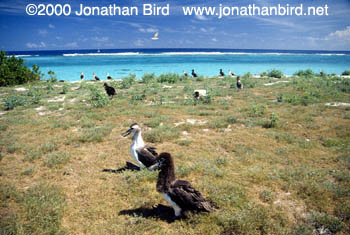 Laysan Albatross [Phoebastria immutabilis]