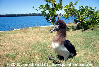 Laysan Albatross [Phoebastria immutabilis]