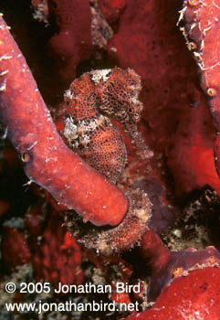 Longsnout Sea horse [Hippocampus reidi]