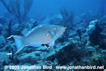 Queen Parrotfish [Scarus vetula]