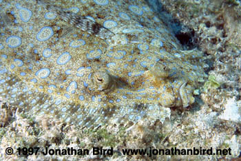 Peacock Flounder [Bothus lunatus]