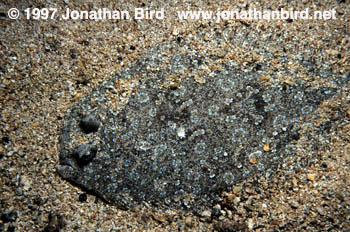 Peacock Flounder [Bothus lunatus]