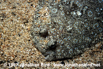 Peacock Flounder [Bothus lunatus]