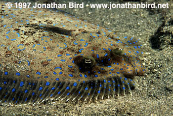 Peacock Flounder [Bothus lunatus]
