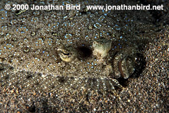 Peacock Flounder [Bothus lunatus]