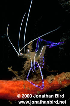 Pederson Cleaner Shrimp [Periclimenes pedersoni]