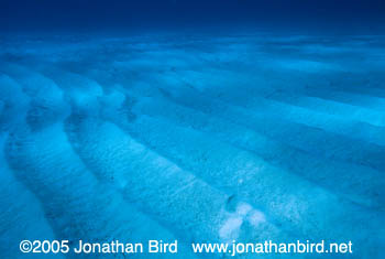 sandy Bottom [--]