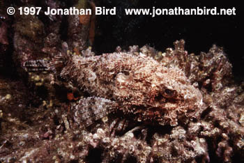 Spotted Scorpionfish [Scorpaena plumieri]