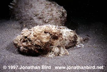 Spotted Scorpionfish [Scorpaena plumieri]